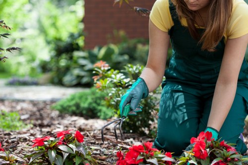 A gardener wearing green gardening gloves and a yellow top with green overalls is kneeling on a tidy lawn, carefully tending to vibrant red flowering plants in a well-maintained garden. The garden features a lush, green background with various shrubs, plants, and a brick building partially visible in the distance. The ground includes a mix of soil and neatly edged flower beds, highlighting a professionally maintained landscape typical of residential outdoor spaces in Tufnell Park. The natural lighting suggests a bright, partly cloudy day, emphasizing the fresh greenery and colourful blooms. This scene illustrates the kind of detailed hedge trimming and garden maintenance services provided by Hedge Trimming Tufnell Park, promoting an attractive and well-kept outdoor environment in North London.