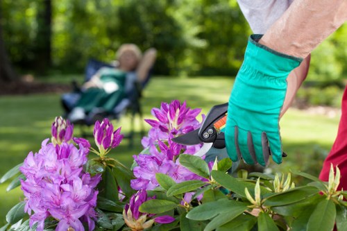 A gardener wearing teal garden gloves is trimming a dense hedge with pruning shears in a well-maintained outdoor garden. In the foreground, vibrant purple and pink rhododendron flowers are in full bloom, with lush green leaves surrounding them. The background features a neatly mown lawn with a child seated in a stroller, enjoying the garden under dappled sunlight filtering through the trees, indicating a peaceful, sunny day in Tufnell Park. The garden layout includes a mix of flowering shrubs, lawn areas, and possibly paved pathways, demonstrating a professionally maintained outdoor space suitable for gardening and landscaping services offered by Hedge Trimming Tufnell Park.